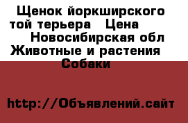 Щенок йоркширского той терьера › Цена ­ 10 000 - Новосибирская обл. Животные и растения » Собаки   